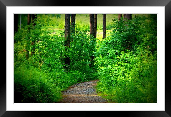 Down the Forest Path Framed Mounted Print by Gail Surplice