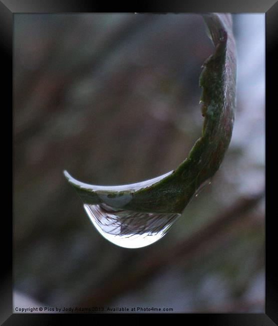 Raindrop Framed Print by Pics by Jody Adams