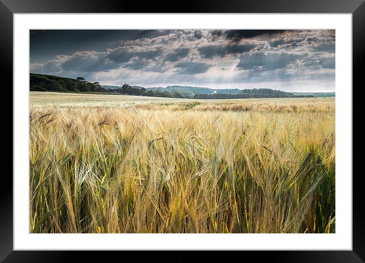 Field of Golden Barley Framed Mounted Print by Stephen Mole