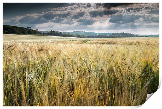 Field of Golden Barley Print by Stephen Mole