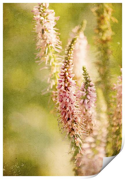 Pink Vernonica Print by Dawn Cox