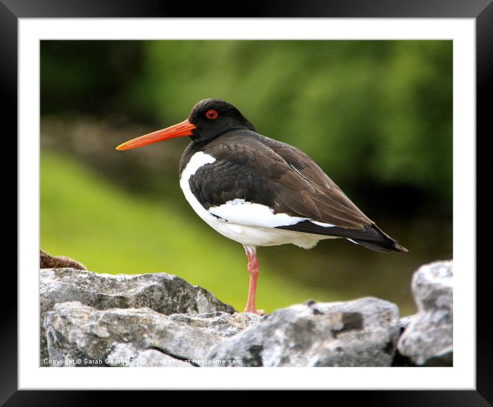 Dales Oystercatcher Framed Mounted Print by Sarah George
