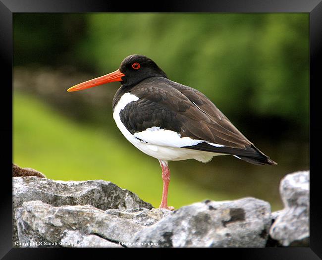 Dales Oystercatcher Framed Print by Sarah George