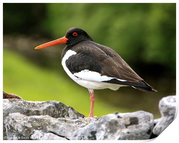 Dales Oystercatcher Print by Sarah George