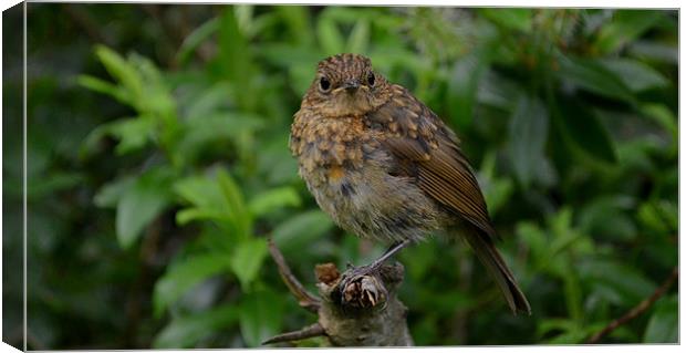 Young Robin Canvas Print by barbara walsh