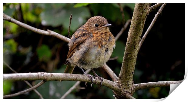 A happy Robin Print by barbara walsh