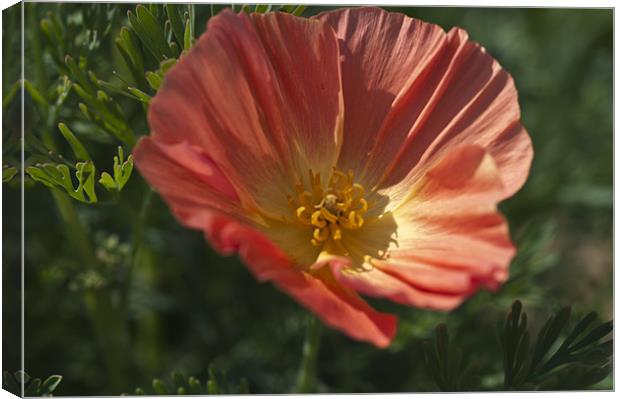 Coral Poppy 1 Canvas Print by Steve Purnell