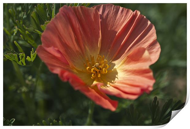 Coral Poppy 1 Print by Steve Purnell