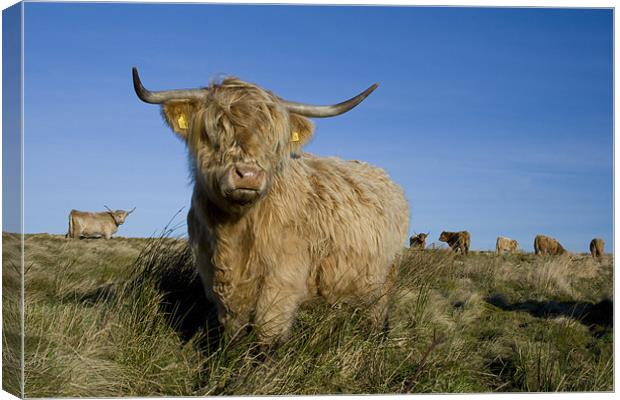 Highland cow Canvas Print by Heather Athey