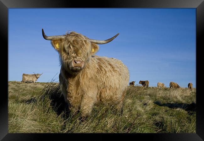 Highland cow Framed Print by Heather Athey