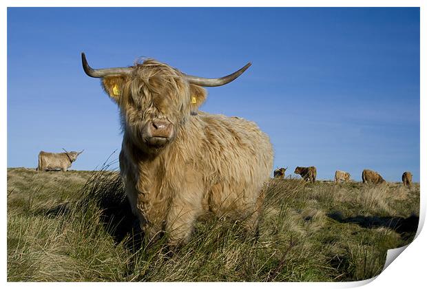 Highland cow Print by Heather Athey