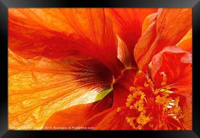 Hibiscus Secret Framed Print by Ann Garrett