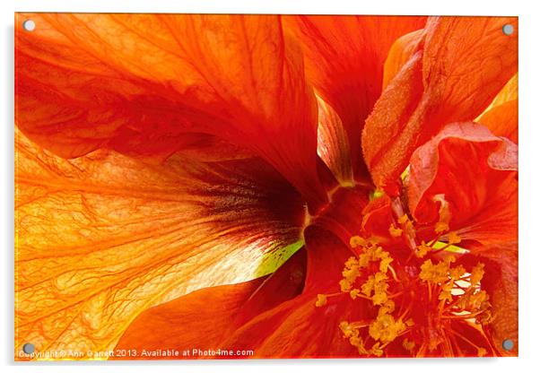Hibiscus Secret Acrylic by Ann Garrett