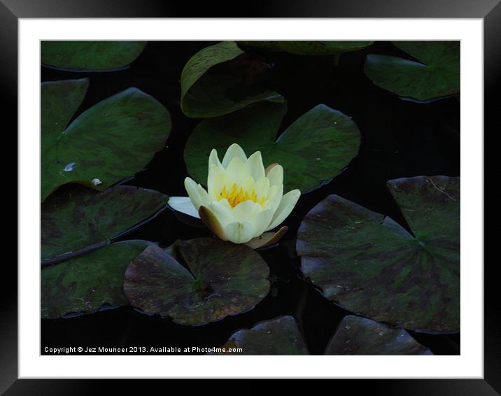 Lilly Flower Framed Mounted Print by Jez Mouncer