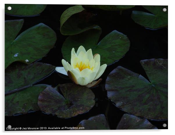 Lilly Flower Acrylic by Jez Mouncer