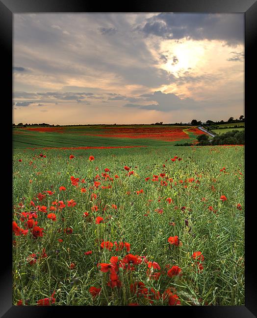 Poppy Field Sunset Framed Print by Robert  Radford