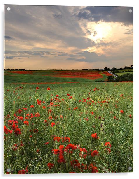Poppy Field Sunset Acrylic by Robert  Radford