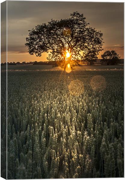 Tree of Light Canvas Print by Lee Morley