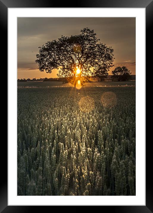 Tree of Light Framed Mounted Print by Lee Morley