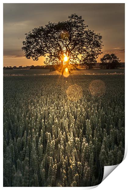 Tree of Light Print by Lee Morley
