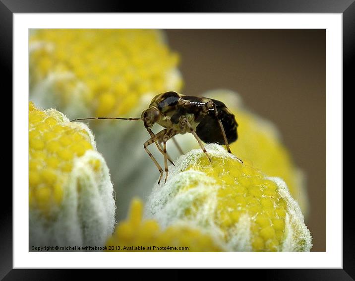 Little Bug Framed Mounted Print by michelle whitebrook