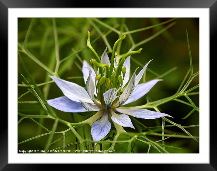 Flower 7 Framed Mounted Print by michelle whitebrook