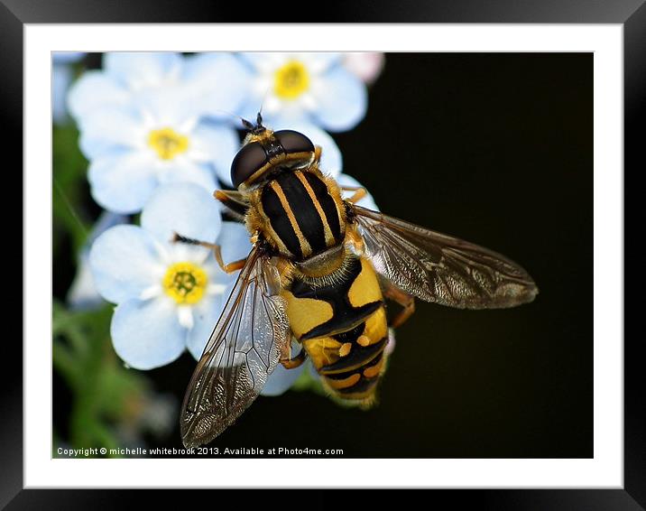 Hover fly 8 Framed Mounted Print by michelle whitebrook