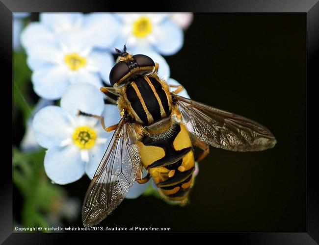 Hover fly 8 Framed Print by michelle whitebrook