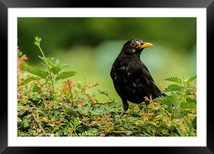 Blackbird Framed Mounted Print by Pete Lawless