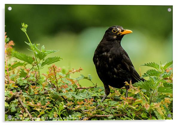 Blackbird Acrylic by Pete Lawless