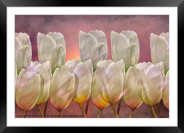 TULIP ABSTRACT Framed Mounted Print by Tom York