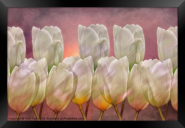 TULIP ABSTRACT Framed Print by Tom York