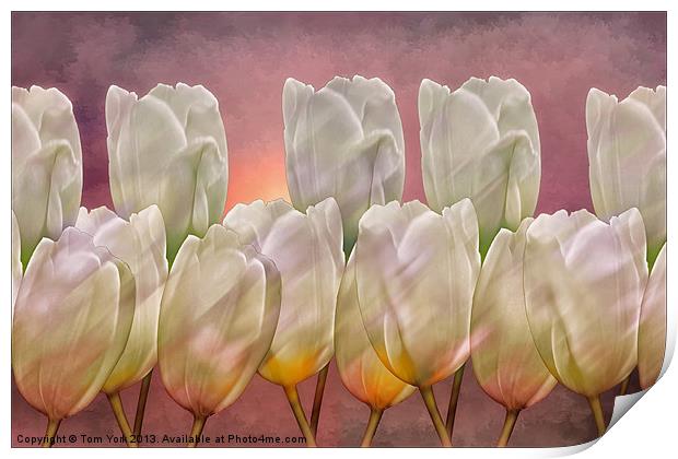 TULIP ABSTRACT Print by Tom York