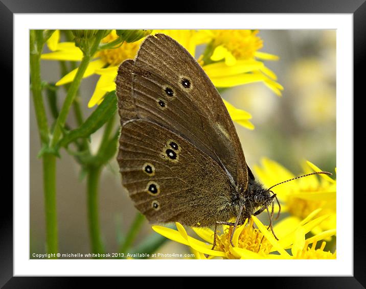 Resting Butterfly 2 Framed Mounted Print by michelle whitebrook