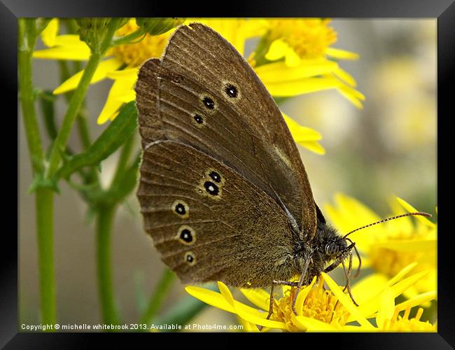 Resting Butterfly 2 Framed Print by michelle whitebrook