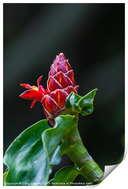red ginger flower Print by Craig Lapsley