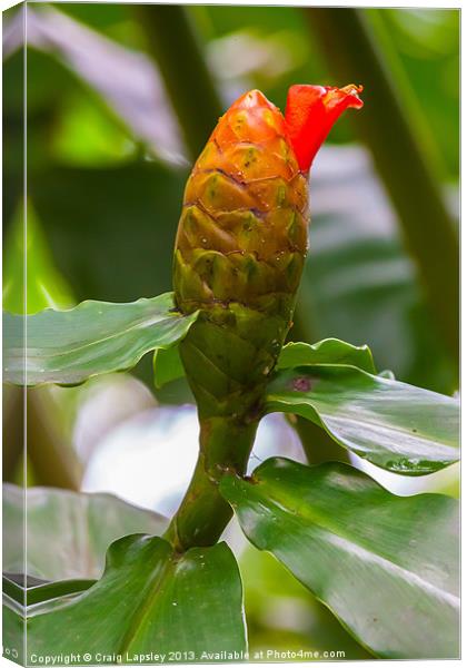 flowering ginger plant Canvas Print by Craig Lapsley