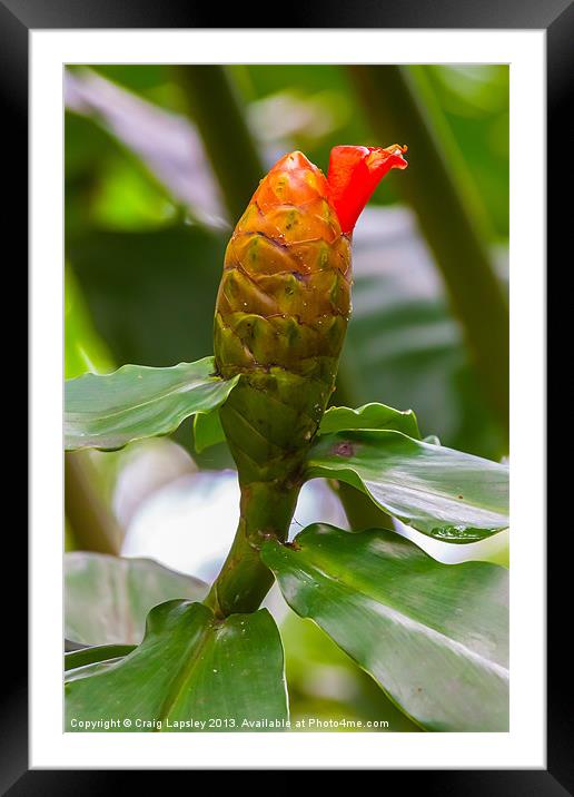 flowering ginger plant Framed Mounted Print by Craig Lapsley