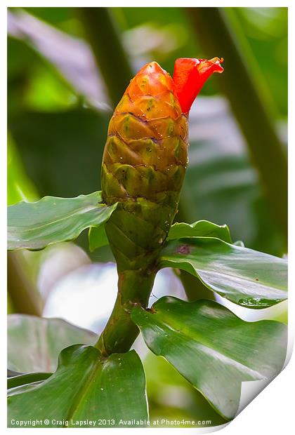 flowering ginger plant Print by Craig Lapsley