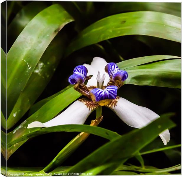 tiny wild orchid on the forest floor Canvas Print by Craig Lapsley