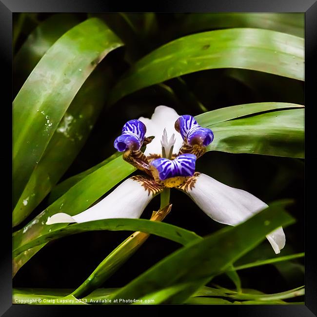 tiny wild orchid on the forest floor Framed Print by Craig Lapsley