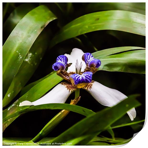 tiny wild orchid on the forest floor Print by Craig Lapsley