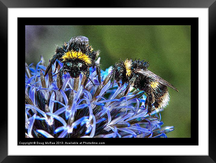 Bees Framed Mounted Print by Doug McRae