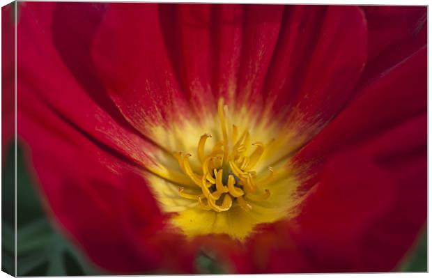 Red and Yellow Poppy 1 Canvas Print by Steve Purnell