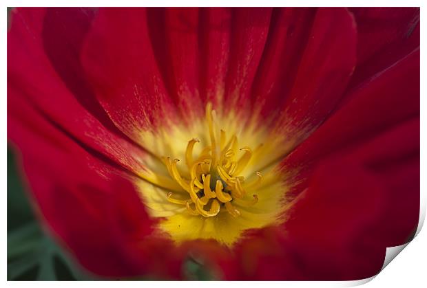 Red and Yellow Poppy 1 Print by Steve Purnell