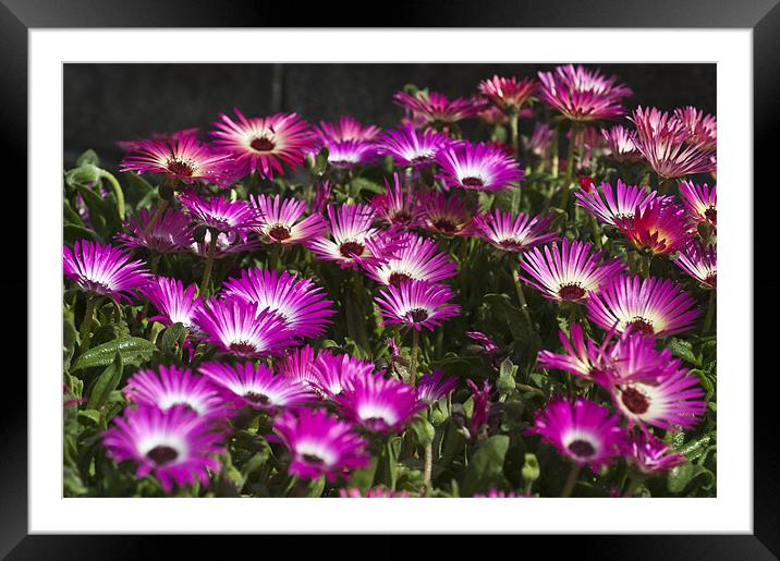 Purple Carpet Framed Mounted Print by Steve Purnell