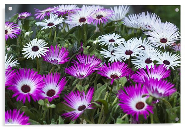Mesembryanthemum Acrylic by Steve Purnell