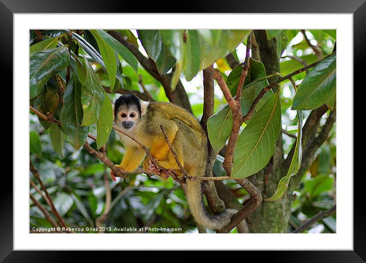 Squirrel Monkey Framed Mounted Print by Rebecca Giles