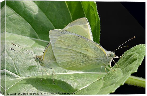 Mating Small Whites Canvas Print by Mark  F Banks