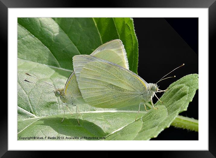 Mating Small Whites Framed Mounted Print by Mark  F Banks